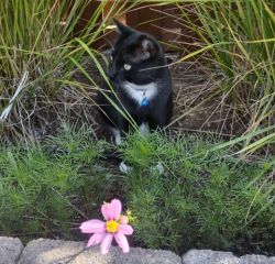 Cowybow in the garden.